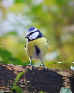 M&eacute;sange bleue