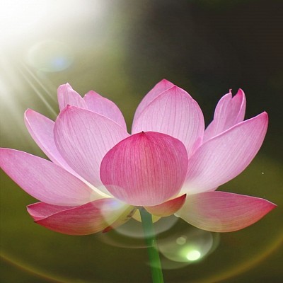 Fleur de lotus. Photo de Serge BLANCHET https://www.facebook.com/Mieletpoesie/