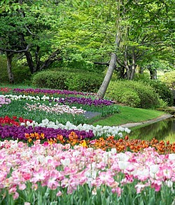 Jardin de tulipes